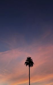 Preview wallpaper palm, tree, sky, clouds, nature