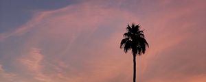 Preview wallpaper palm, tree, sky, clouds, nature