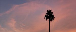 Preview wallpaper palm, tree, sky, clouds, nature