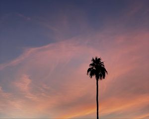 Preview wallpaper palm, tree, sky, clouds, nature