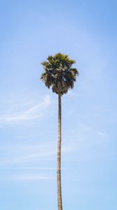 Preview wallpaper palm, tree, sky, leaves