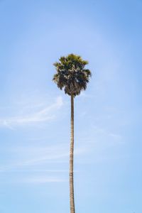 Preview wallpaper palm, tree, sky, leaves