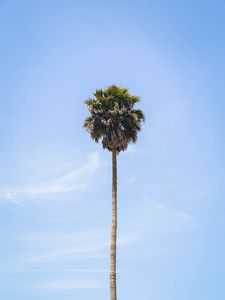 Preview wallpaper palm, tree, sky, leaves