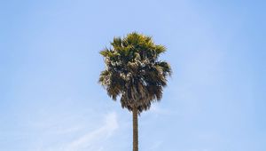 Preview wallpaper palm, tree, sky, leaves