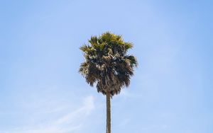 Preview wallpaper palm, tree, sky, leaves