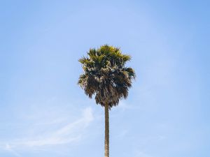 Preview wallpaper palm, tree, sky, leaves