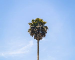 Preview wallpaper palm, tree, sky, leaves