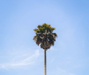 Preview wallpaper palm, tree, sky, leaves