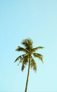 Preview wallpaper palm, tree, sky, minimalism, nature