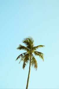 Preview wallpaper palm, tree, sky, minimalism, nature