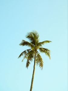 Preview wallpaper palm, tree, sky, minimalism, nature