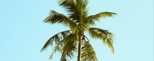 Preview wallpaper palm, tree, sky, minimalism, nature