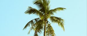 Preview wallpaper palm, tree, sky, minimalism, nature