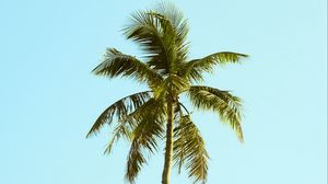 Preview wallpaper palm, tree, sky, minimalism, nature