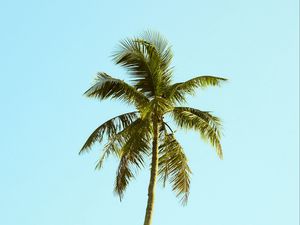 Preview wallpaper palm, tree, sky, minimalism, nature