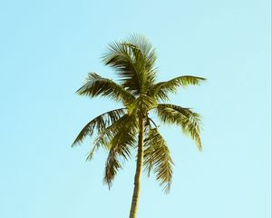 Preview wallpaper palm, tree, sky, minimalism, nature