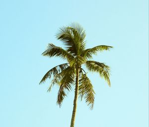 Preview wallpaper palm, tree, sky, minimalism, nature