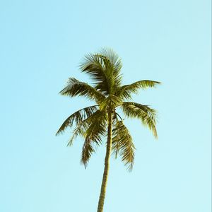 Preview wallpaper palm, tree, sky, minimalism, nature