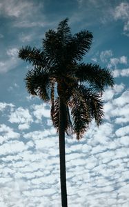 Preview wallpaper palm, tree, sky, clouds, tropics