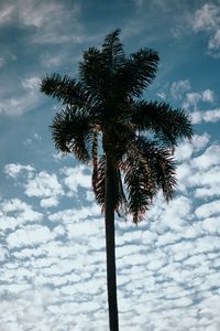 Preview wallpaper palm, tree, sky, clouds, tropics