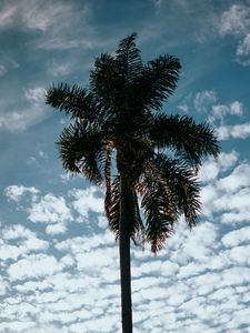 Preview wallpaper palm, tree, sky, clouds, tropics