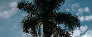Preview wallpaper palm, tree, sky, clouds, tropics