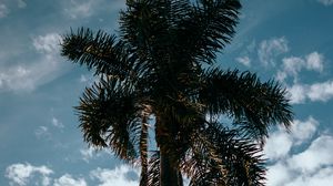 Preview wallpaper palm, tree, sky, clouds, tropics