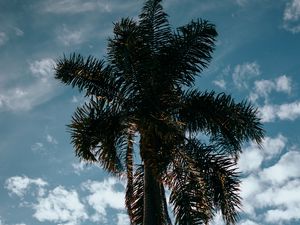 Preview wallpaper palm, tree, sky, clouds, tropics