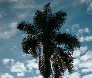 Preview wallpaper palm, tree, sky, clouds, tropics