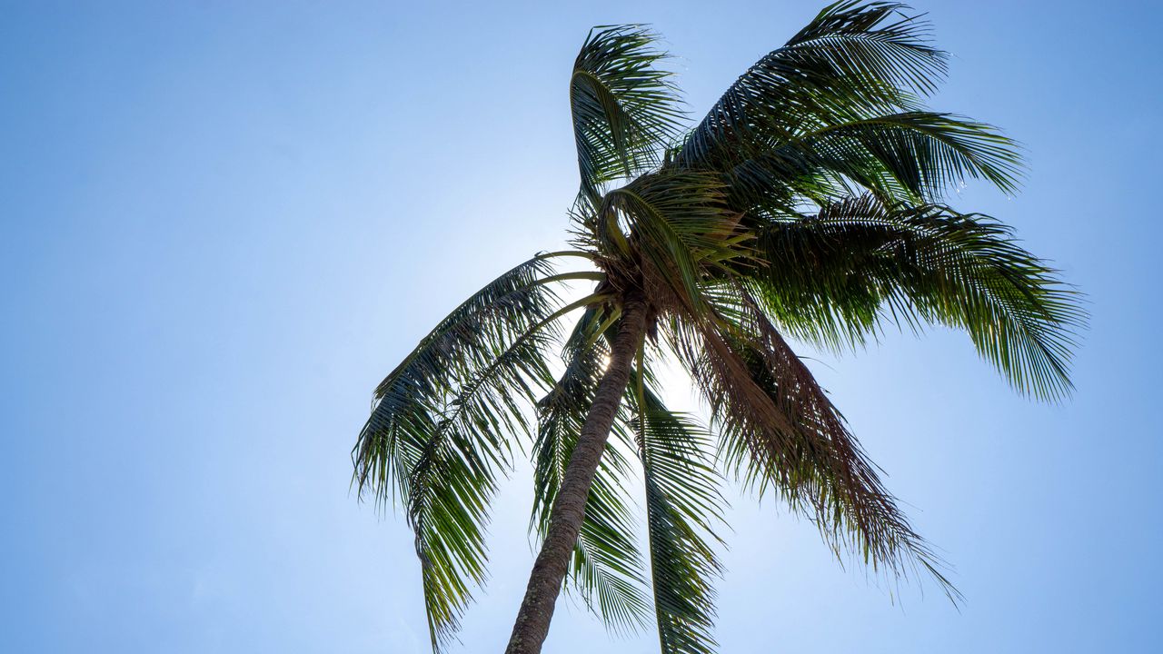 Wallpaper palm, tree, sky, tropics, summer