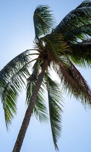 Preview wallpaper palm, tree, sky, tropics, summer