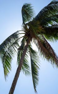 Preview wallpaper palm, tree, sky, tropics, summer