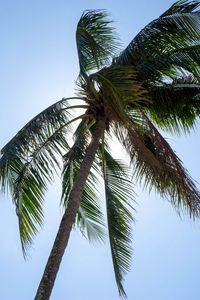 Preview wallpaper palm, tree, sky, tropics, summer