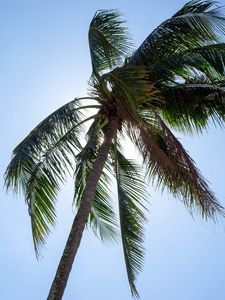 Preview wallpaper palm, tree, sky, tropics, summer