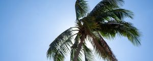 Preview wallpaper palm, tree, sky, tropics, summer