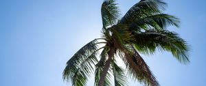 Preview wallpaper palm, tree, sky, tropics, summer