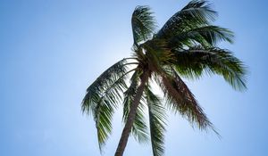 Preview wallpaper palm, tree, sky, tropics, summer