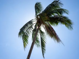 Preview wallpaper palm, tree, sky, tropics, summer