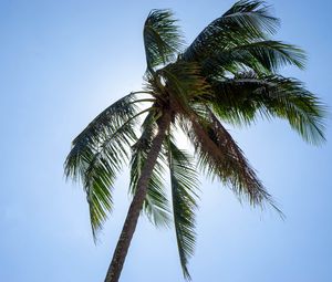 Preview wallpaper palm, tree, sky, tropics, summer