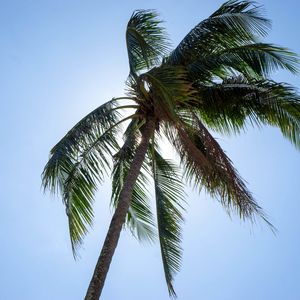 Preview wallpaper palm, tree, sky, tropics, summer