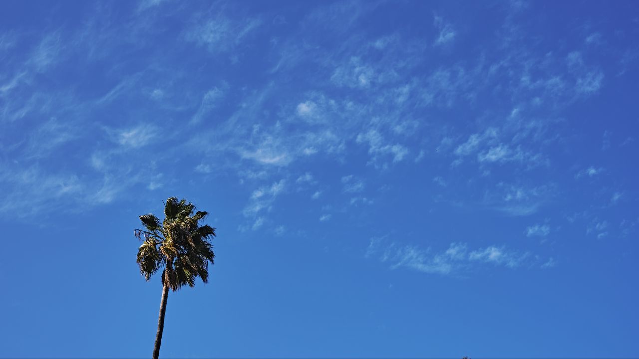 Wallpaper palm, tree, sky, clouds, minimalism