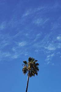 Preview wallpaper palm, tree, sky, clouds, minimalism