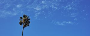 Preview wallpaper palm, tree, sky, clouds, minimalism