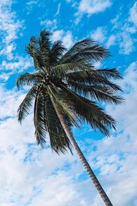 Preview wallpaper palm tree, sky, clouds, tropics, bottom view, trunk, branches