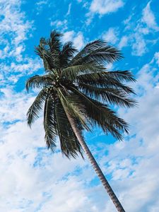 Preview wallpaper palm tree, sky, clouds, tropics, bottom view, trunk, branches