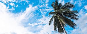 Preview wallpaper palm tree, sky, clouds, tropics, bottom view, trunk, branches