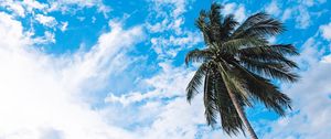 Preview wallpaper palm tree, sky, clouds, tropics, bottom view, trunk, branches