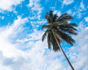 Preview wallpaper palm tree, sky, clouds, tropics, bottom view, trunk, branches