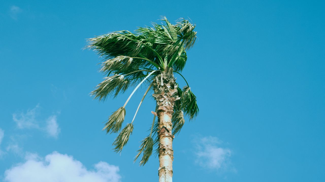 Wallpaper palm tree, sky, clouds