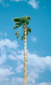 Preview wallpaper palm tree, sky, clouds